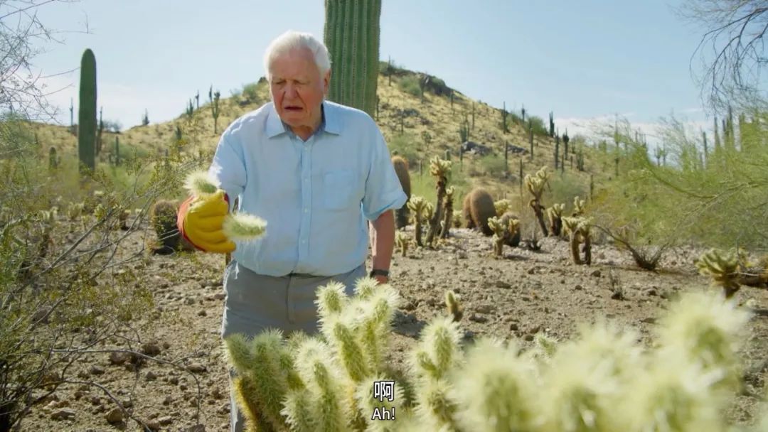 96岁还在奔波工作，这老爷子做出了今年9.8分神片