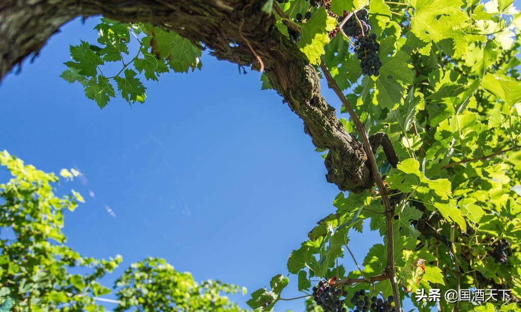 82年拉菲瓶子,82年拉菲瓶子值多少钱