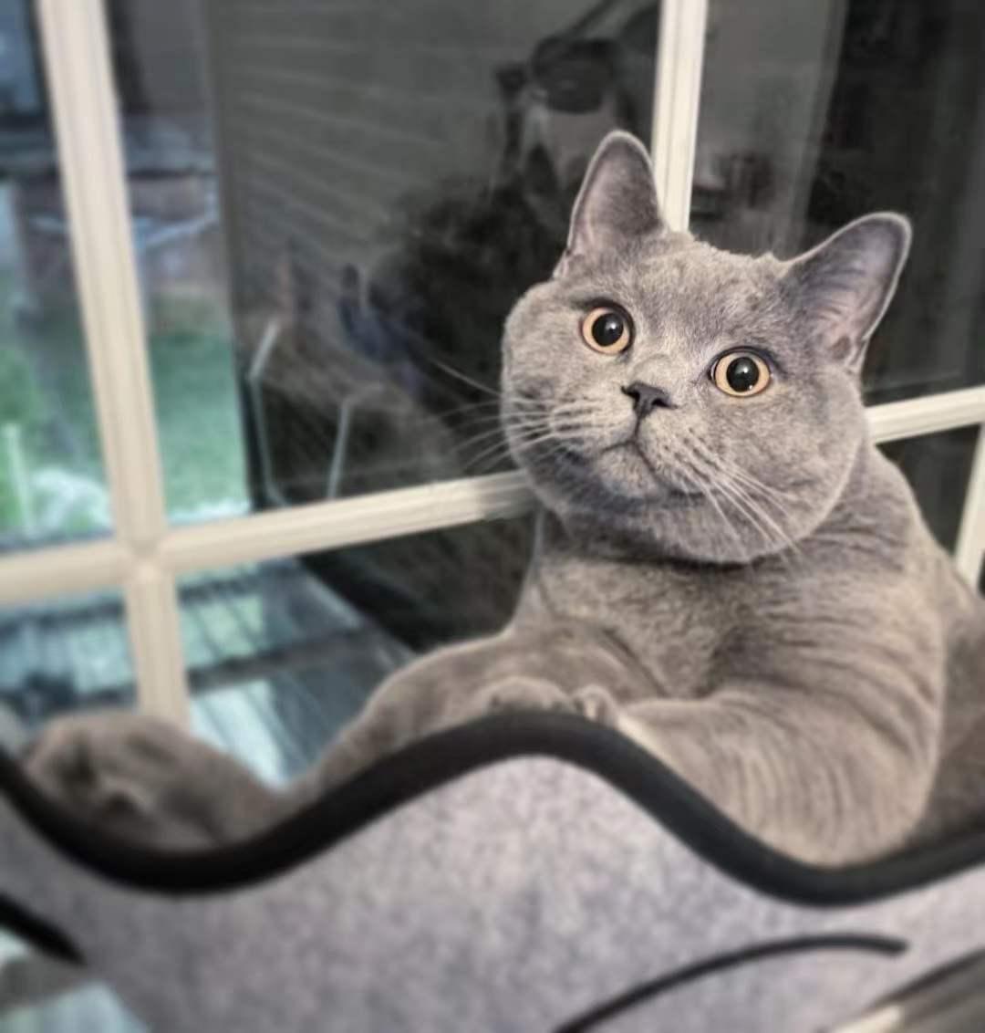 英短蓝猫为什么这么多人养,英短蓝猫真的适合养吗