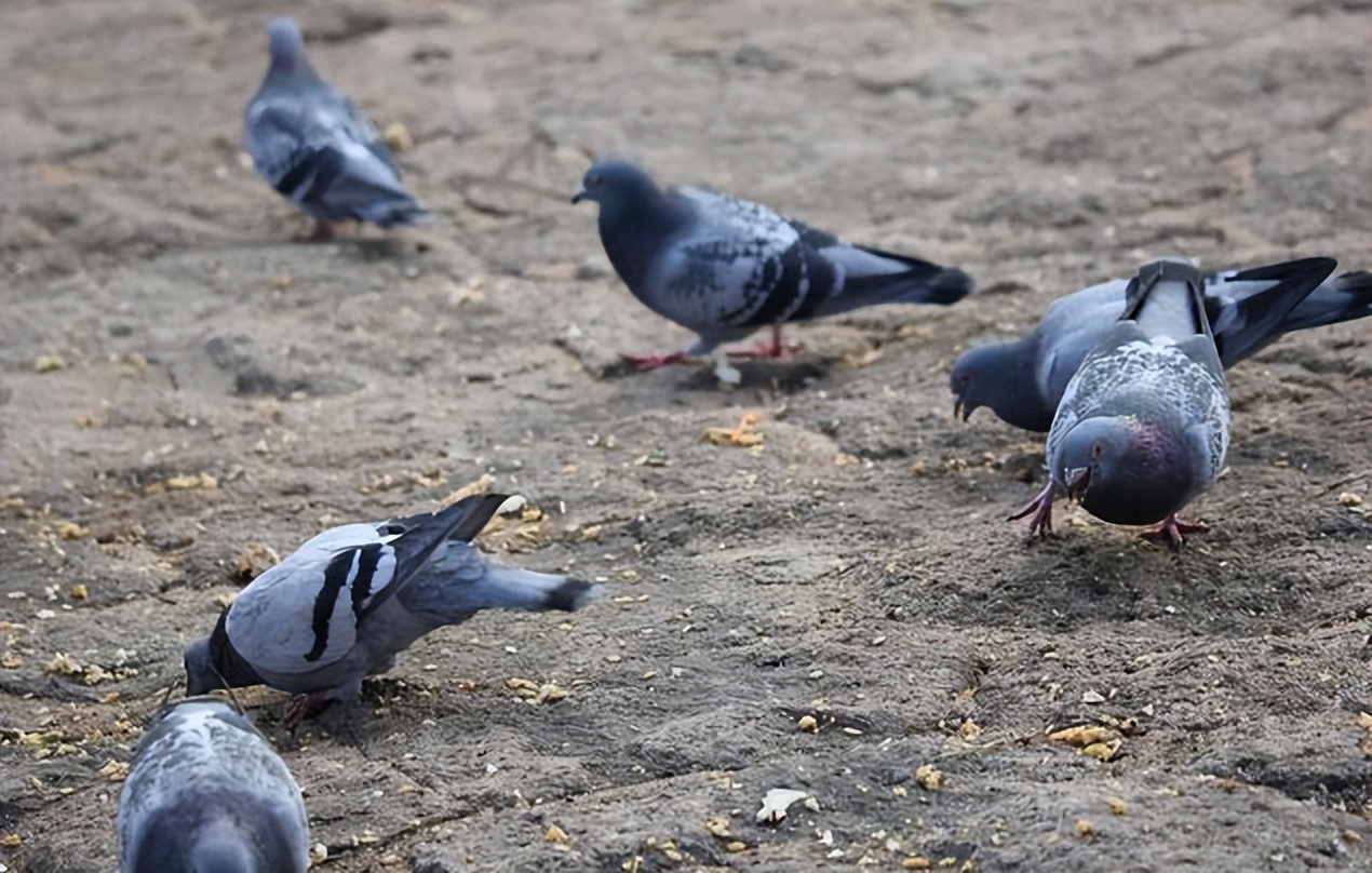 鸽子发出呼噜呼噜声,鸽子呼噜是什么病
