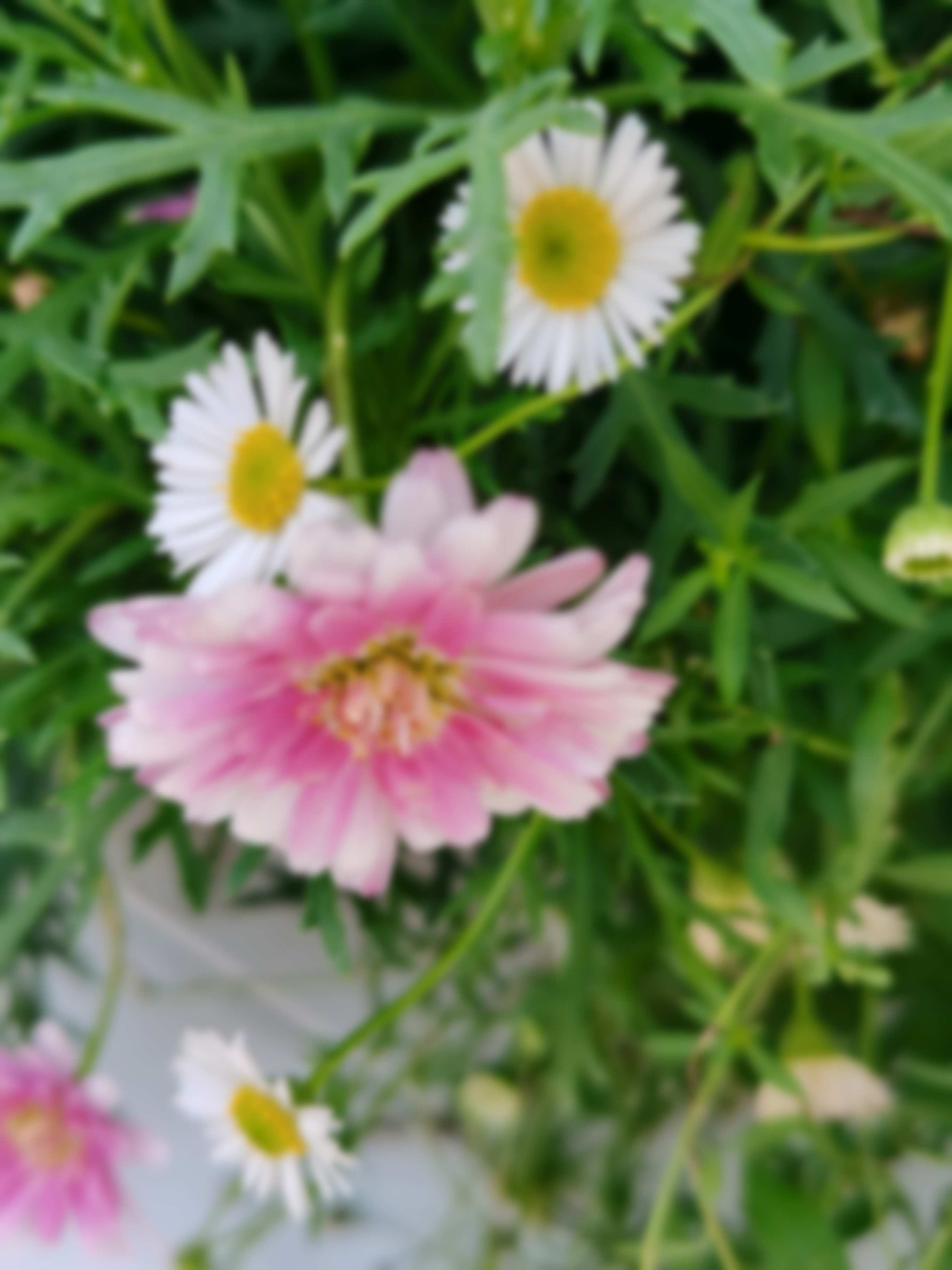 微信里收到图片是模糊的怎么回事,为什么微信收到的图片很模糊