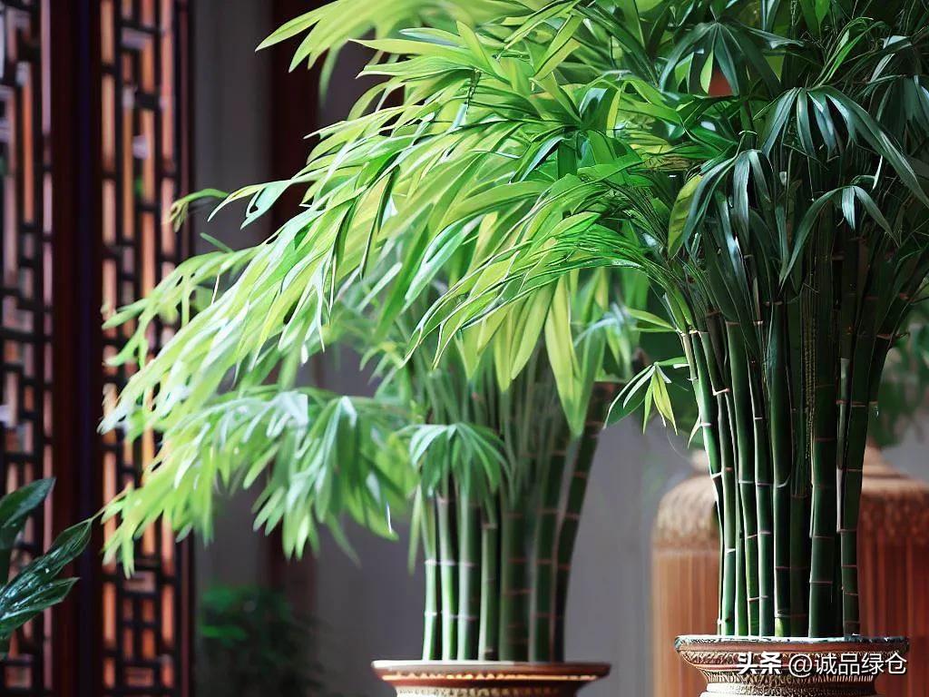 竹子草,竹子一生都是宝堪比草中霸王