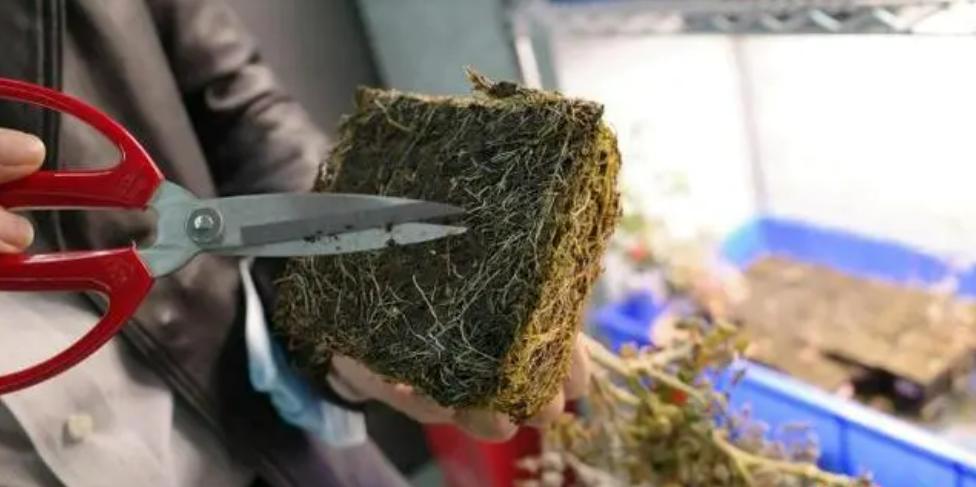 卡塔尔世界杯花了2200亿美元,卡塔尔世界杯农业