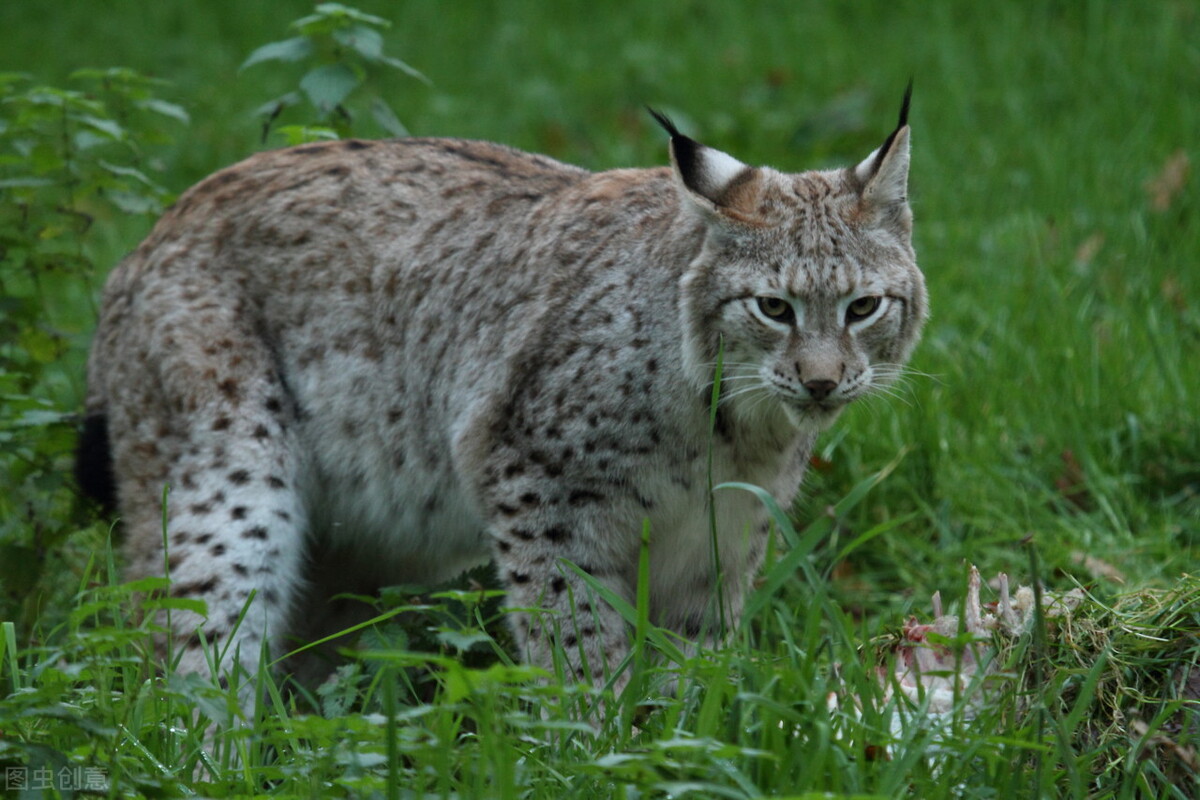 澳洲野兔泛滥成灾到底有多疯狂,澳洲野兔泛滥最严重的地区