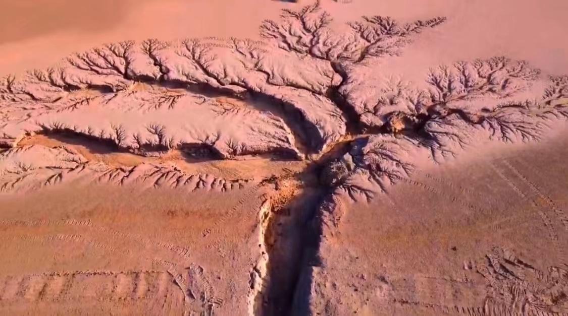 藏西的风景,西藏最美的树