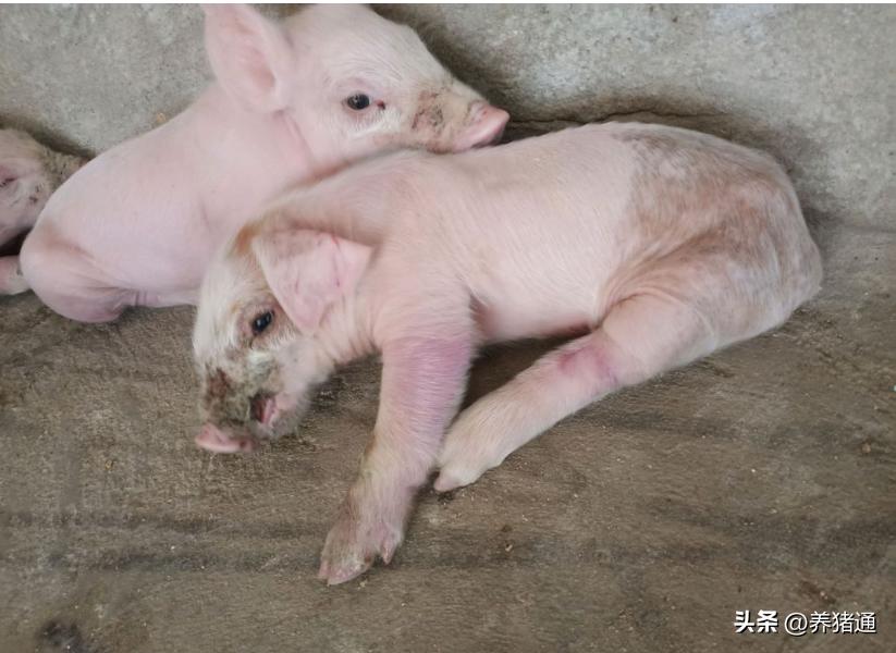 猪链球菌感染怎么预防,猪链球菌感染怎么防治