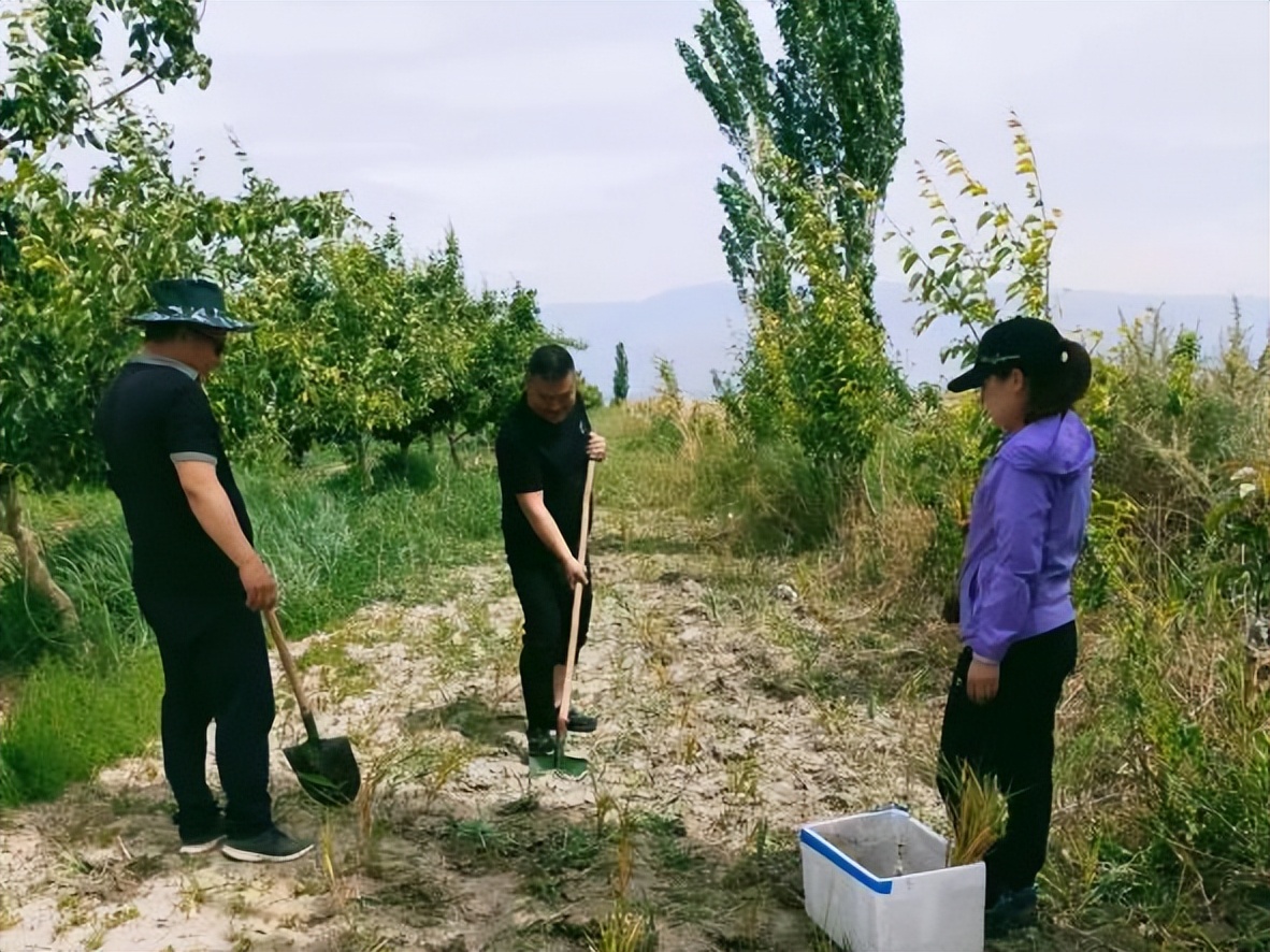 加快林草生态建设,库尔勒生态治理项目