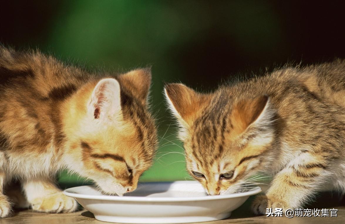 猫一大早不停的叫是什么意思,小奶猫一直叫个不停什么意思