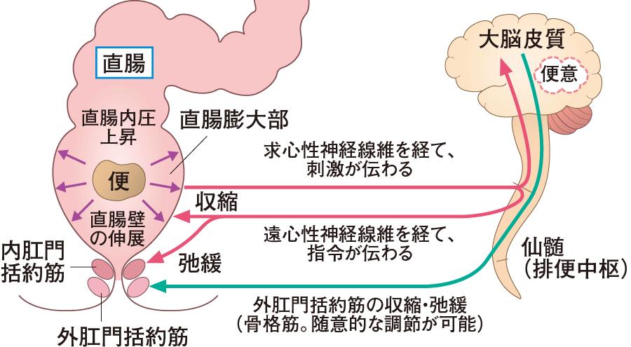 人类放屁有什么反应,人类放屁正常吗