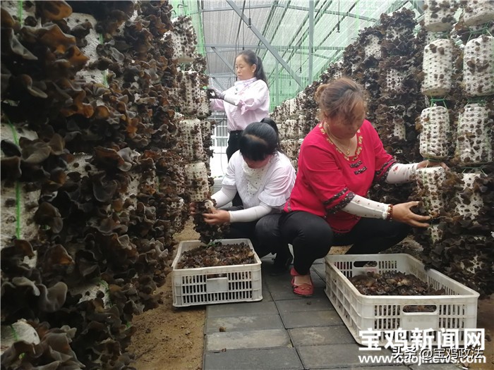 为我县高质量发展注入绿色动力,凤县新时代绿色发展