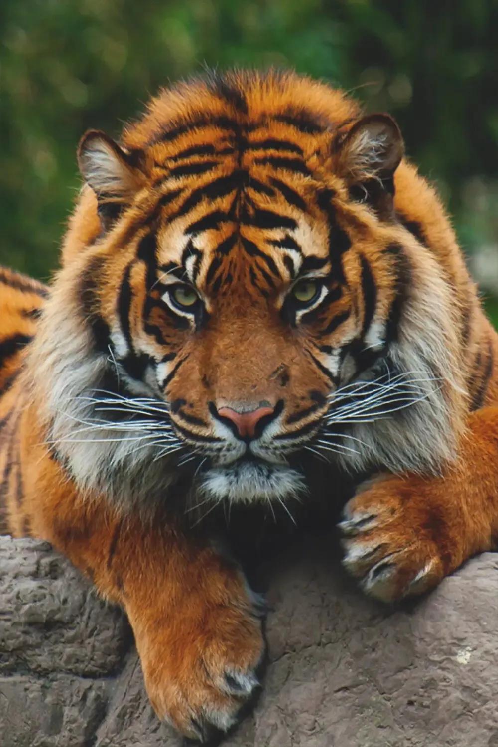 戏说老虎图文杂汇