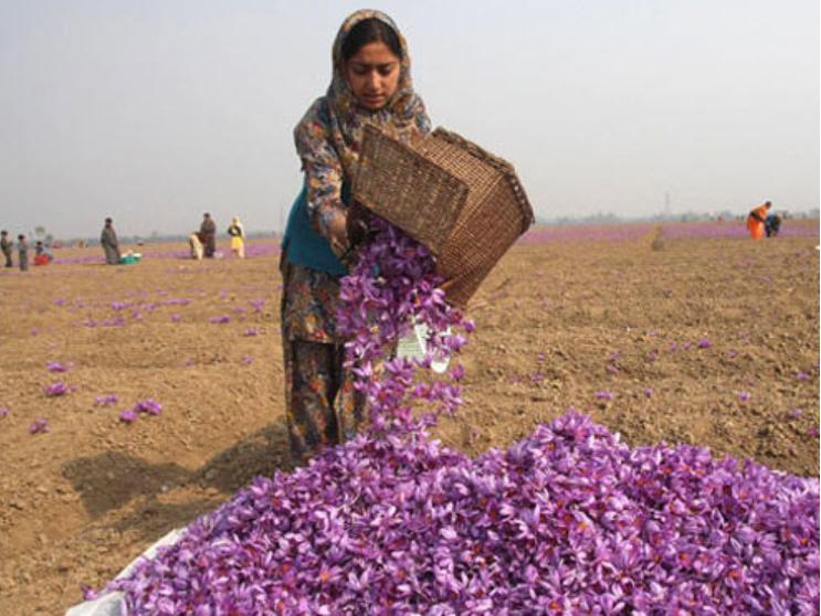 藏红花是智商税还是真的有用,为什么藏红花有贵有便宜