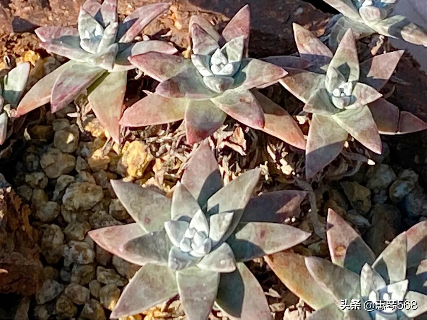 怎样养护多肉植物仙女杯,多肉仙女杯拍摄视频