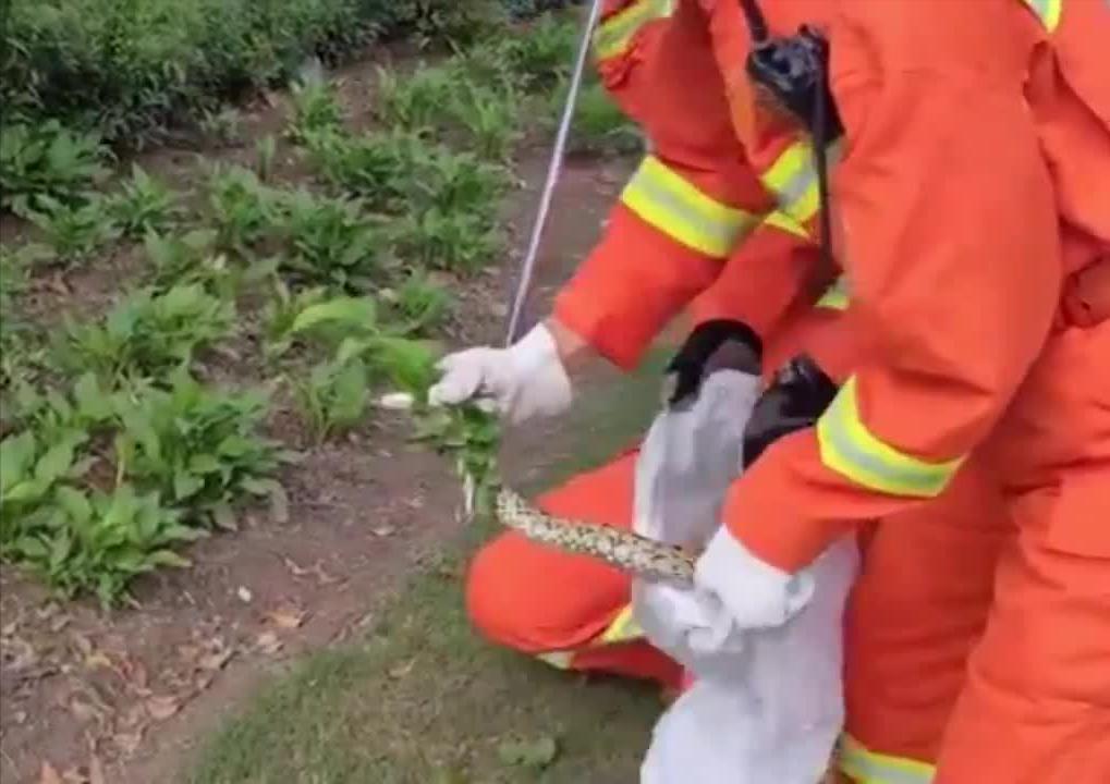 什么蛇有毒湖南,湖南地区的有毒的蛇有哪些