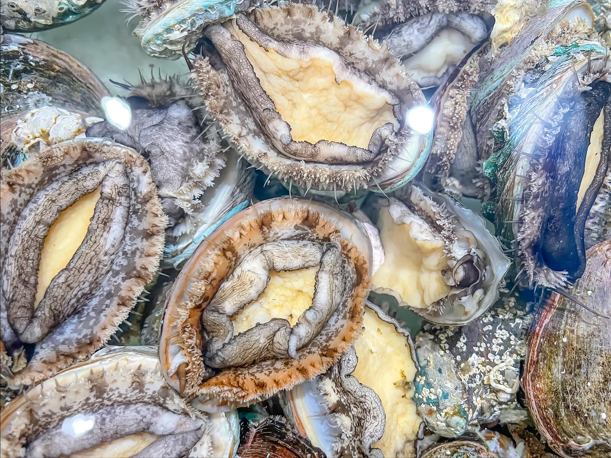 深圳光明乳鸽哪里最正宗,深圳乳鸽特产