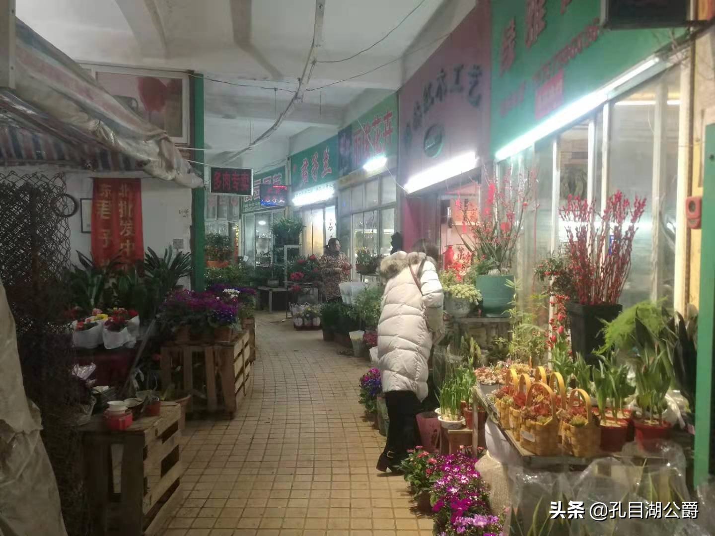 南昌市千花伴花鸟市场,千花伴花鸟市场和南昌花鸟市场