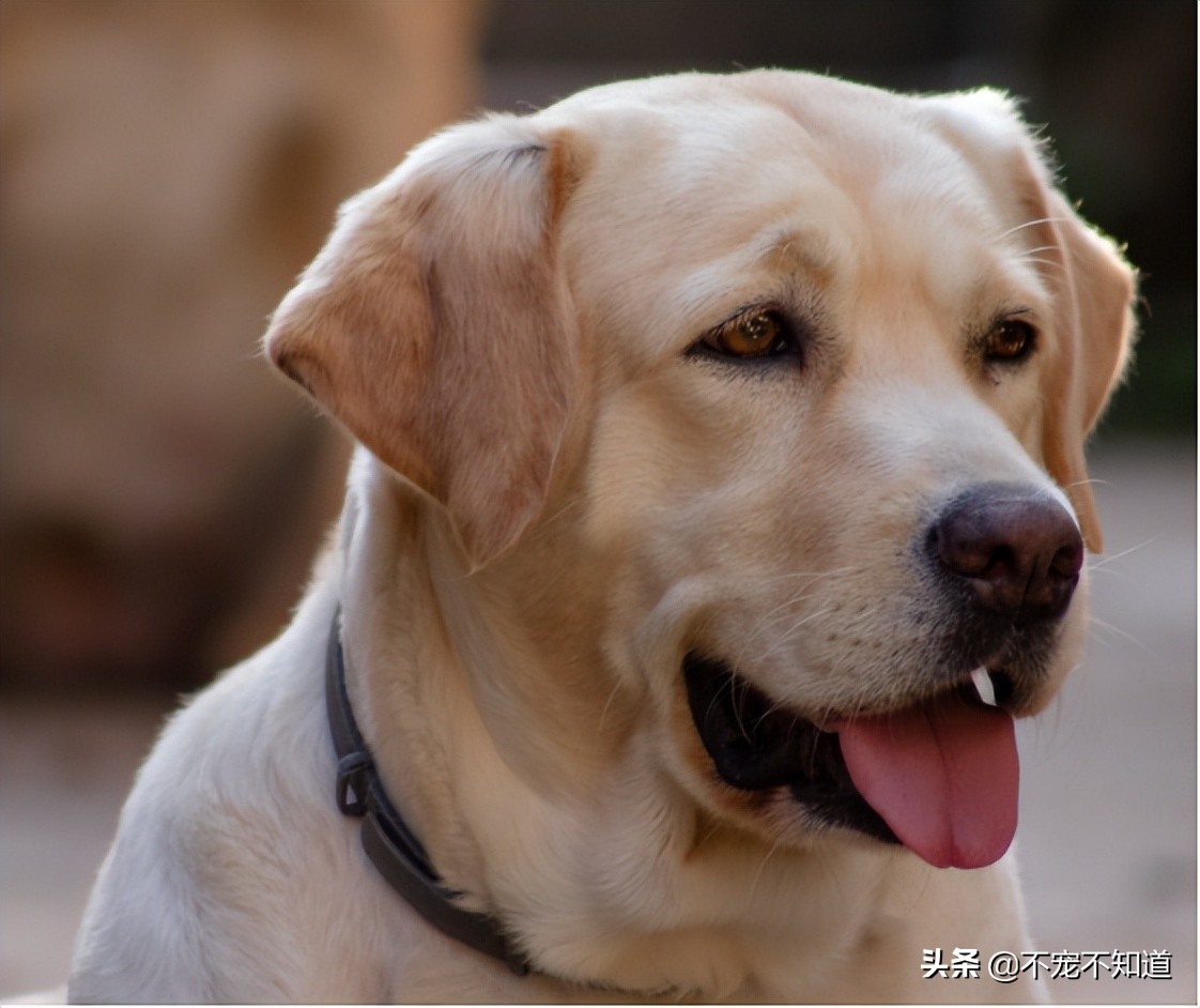 狗狗吐舌头才是健康的吗,狗狗吐舌头怎样是正常