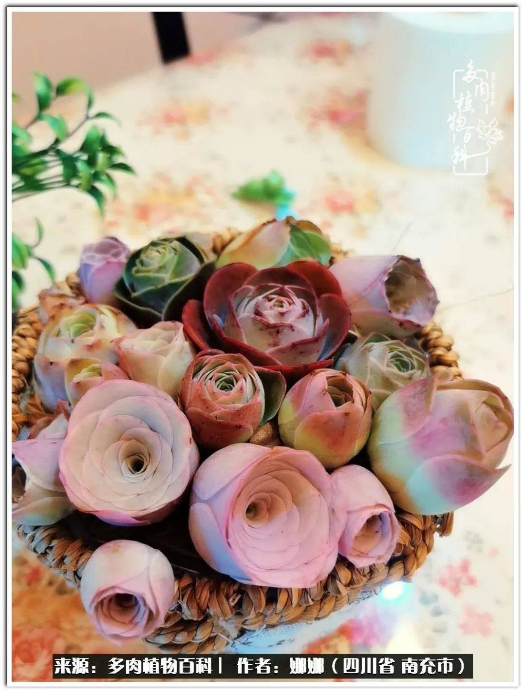 带刺的玫瑰阳台多肉,开花的玫瑰多肉