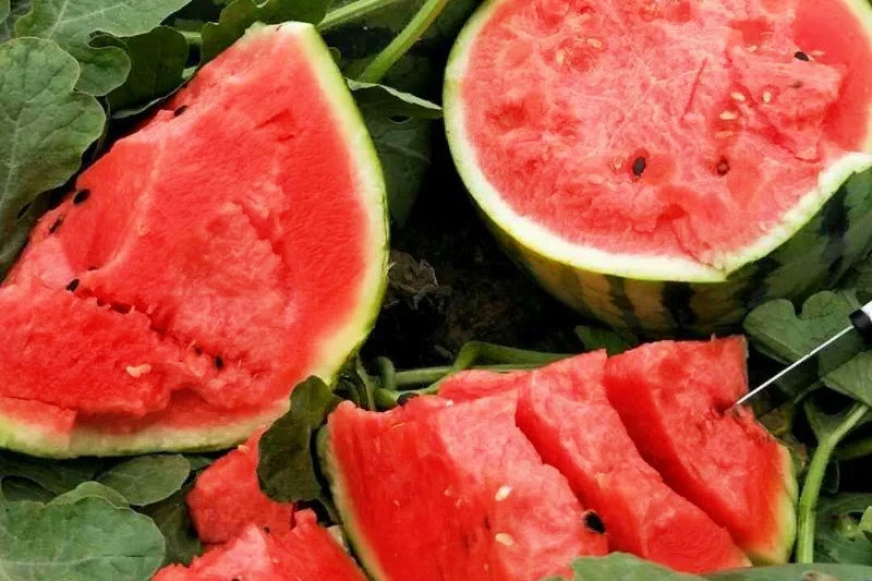 最会炸瓜的西瓜品种,最好吃西瓜品种排名无籽瓜