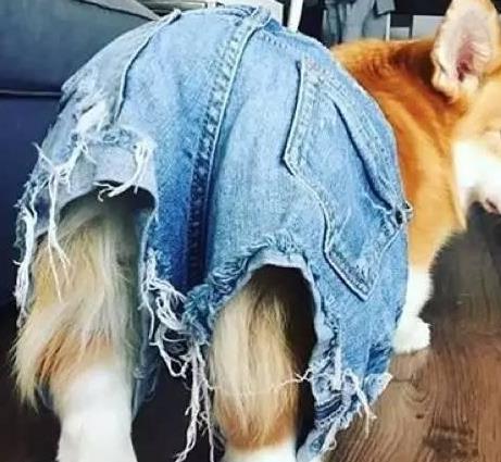 柯基去除狗体味的妙招,柯基幼犬体味大怎么办