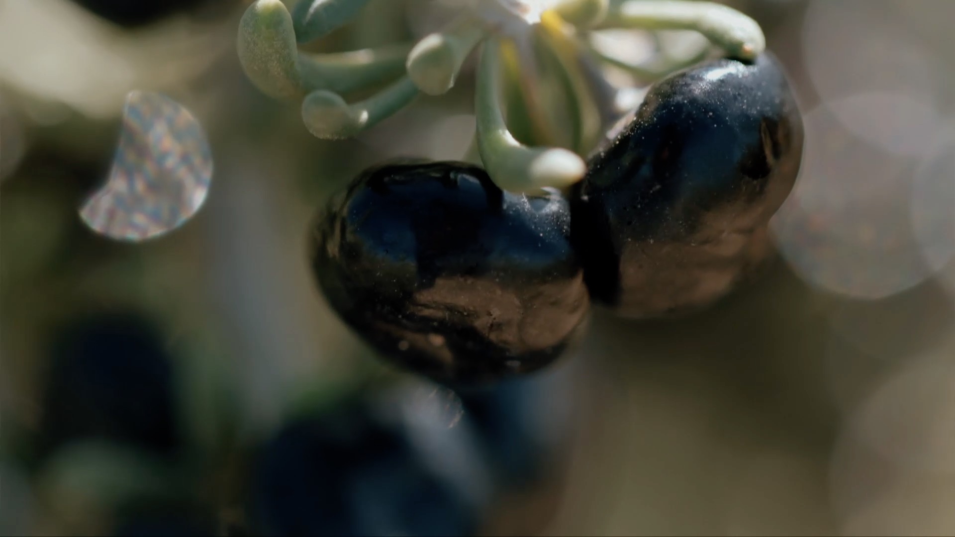 青海诺木洪枸杞今年什么时候摘,青海诺木洪枸杞采摘