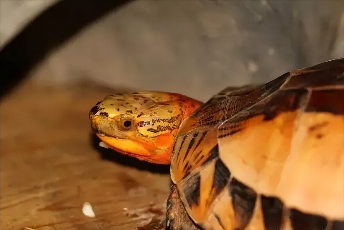 黄缘盒龟的人工饲养方法,黄额盒龟几级保护动物