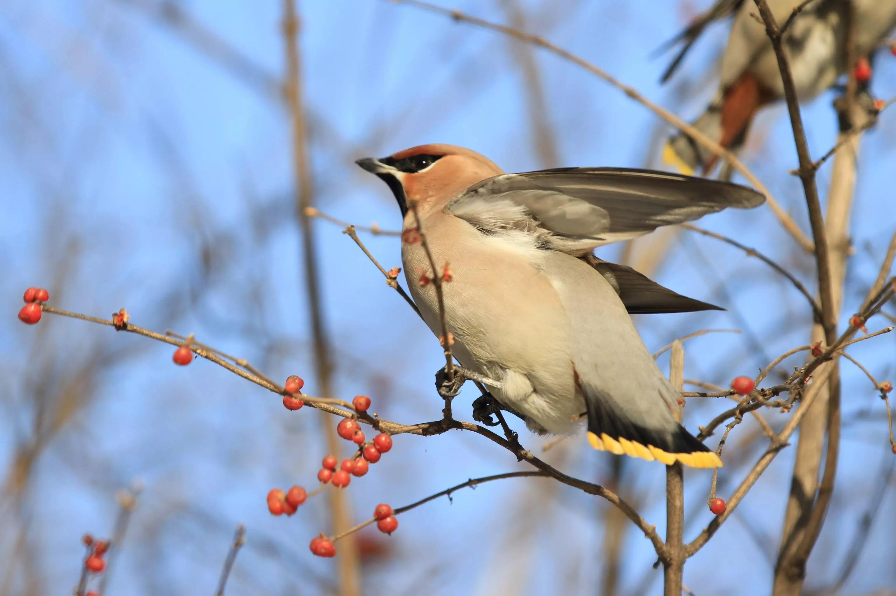 太平鸟图片大鸟,太平鸟图片大全高清壁纸