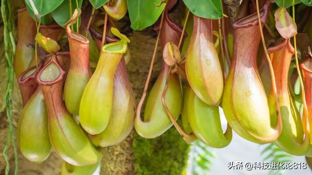 你绝对没见过的食虫植物,十种食虫植物
