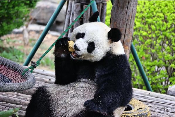 假期大连游玩攻略,小长假大连游