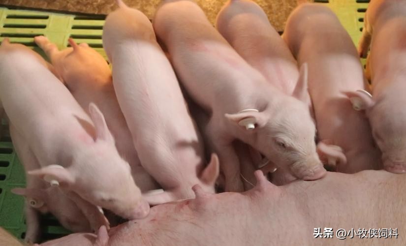 仔猪喘气最快的治疗方法,仔猪呼吸急促用什么药最好