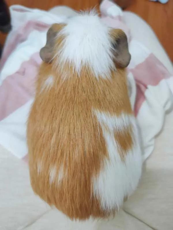 荷兰猪怀孕了之后会怎么办,荷兰猪流产暴瘦怎么办