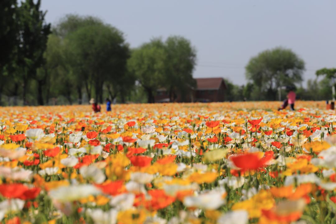 北京周边探秘京城最美油菜花海,北京油菜花必去的地方