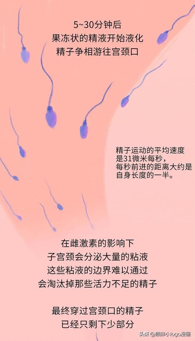 精子进入女生体内的24小时，都发生了些什么？太励志了！（漫画）