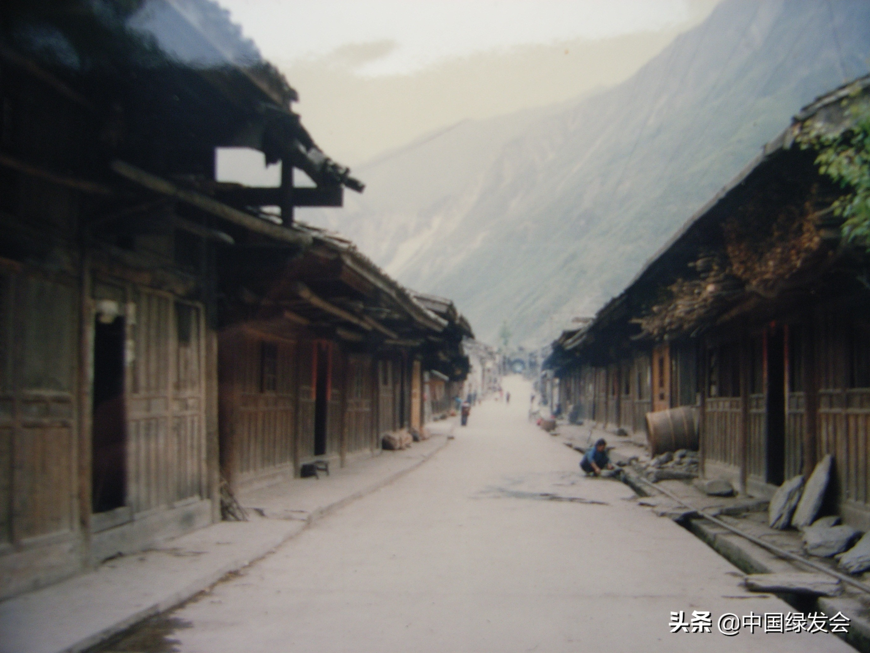 一次遇6只雄性,金属般光泽美不胜收|四川岷山无线电跟踪绿尾虹雉