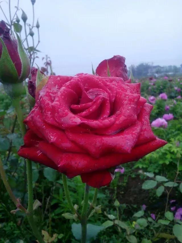 玫瑰花绝美头像,绝美玫瑰花图片