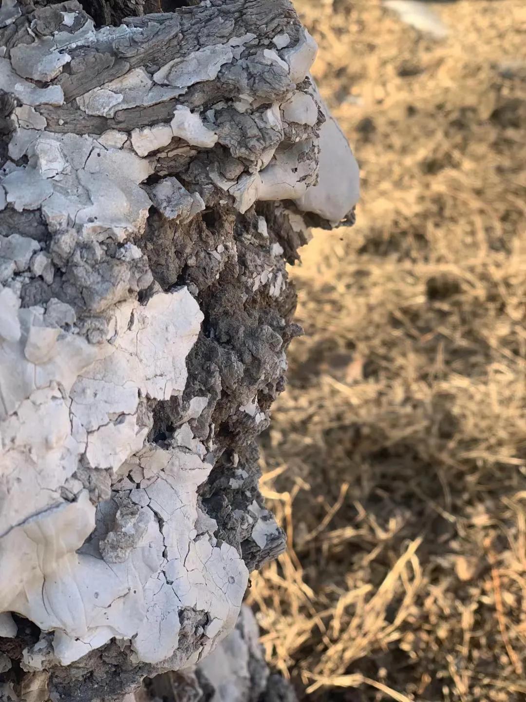 抗癌日记终结篇,宫颈癌转移抗癌成功案例