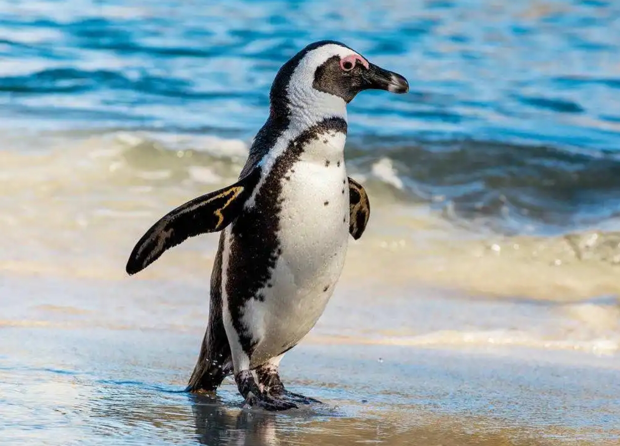 北极为何没有企鹅？80多年前放养在北极的69只企鹅，是何结局？