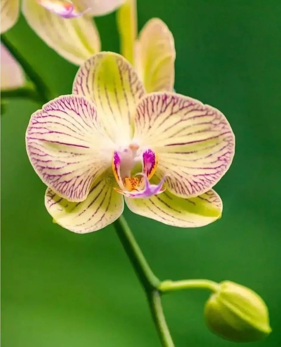 兰花的唯美图片,珍稀兰花各色大全