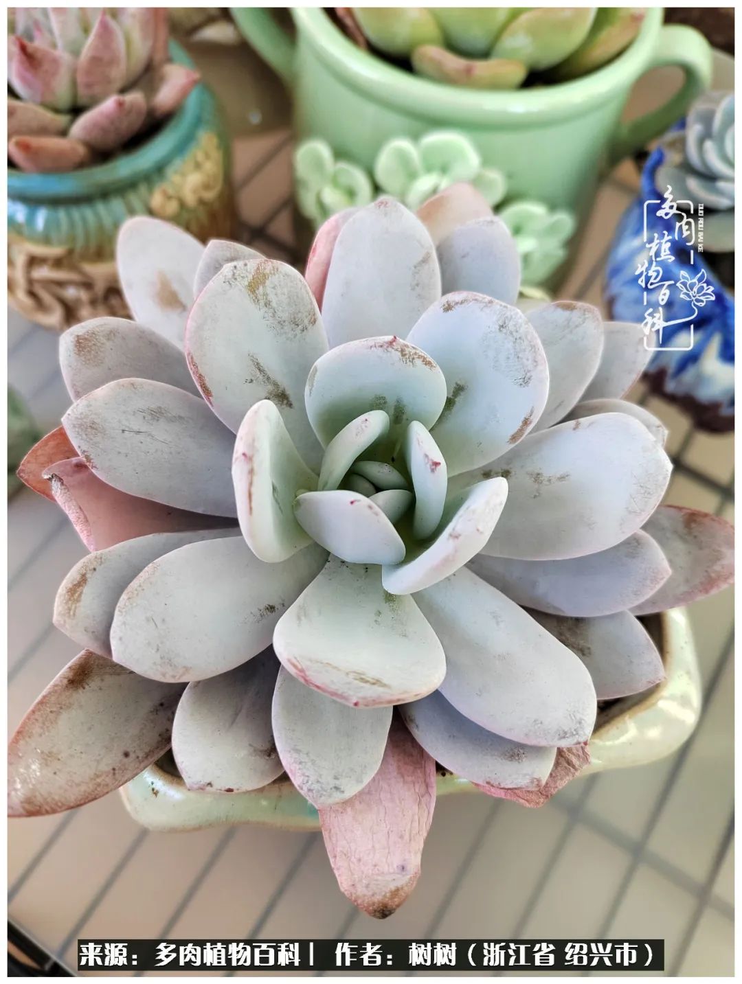 又临寒冬，暖阳下携手肉肉赏姹紫嫣红！