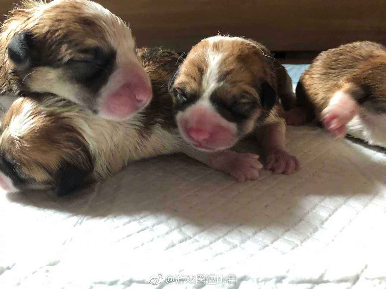 小狗喂养方法和注意事项,没有妈妈的小狗刚出生怎么喂养