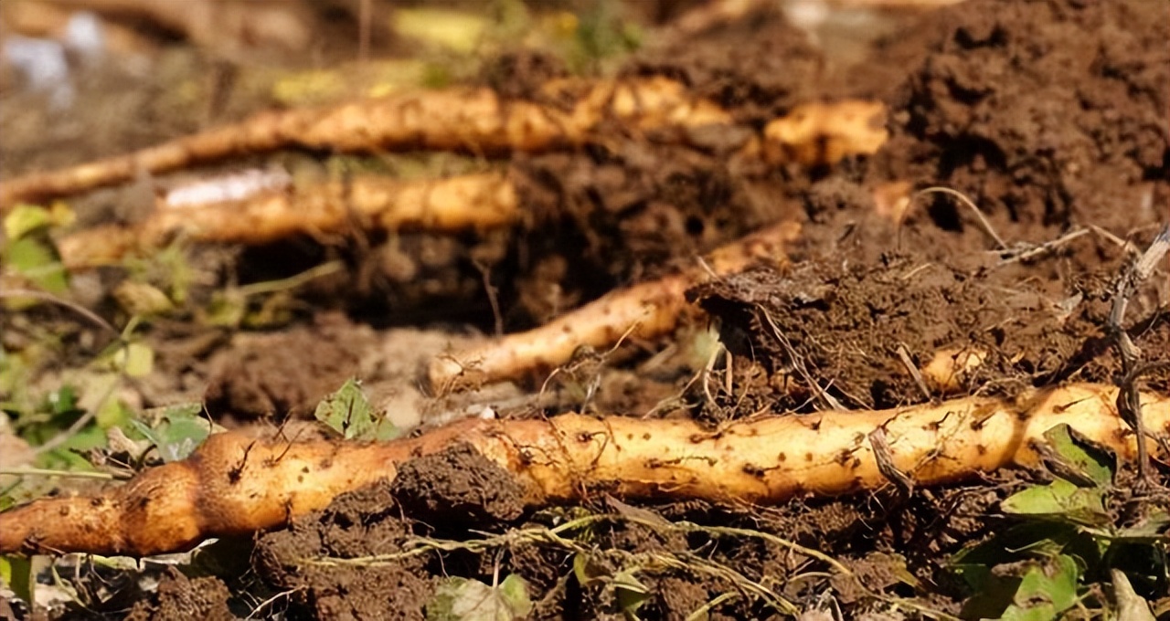 阳气生发养生方法,阳气生发最关键的一个月