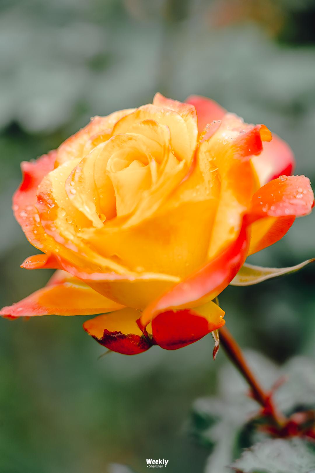 好好走过红荔路，才知道住福田有多让人羡慕