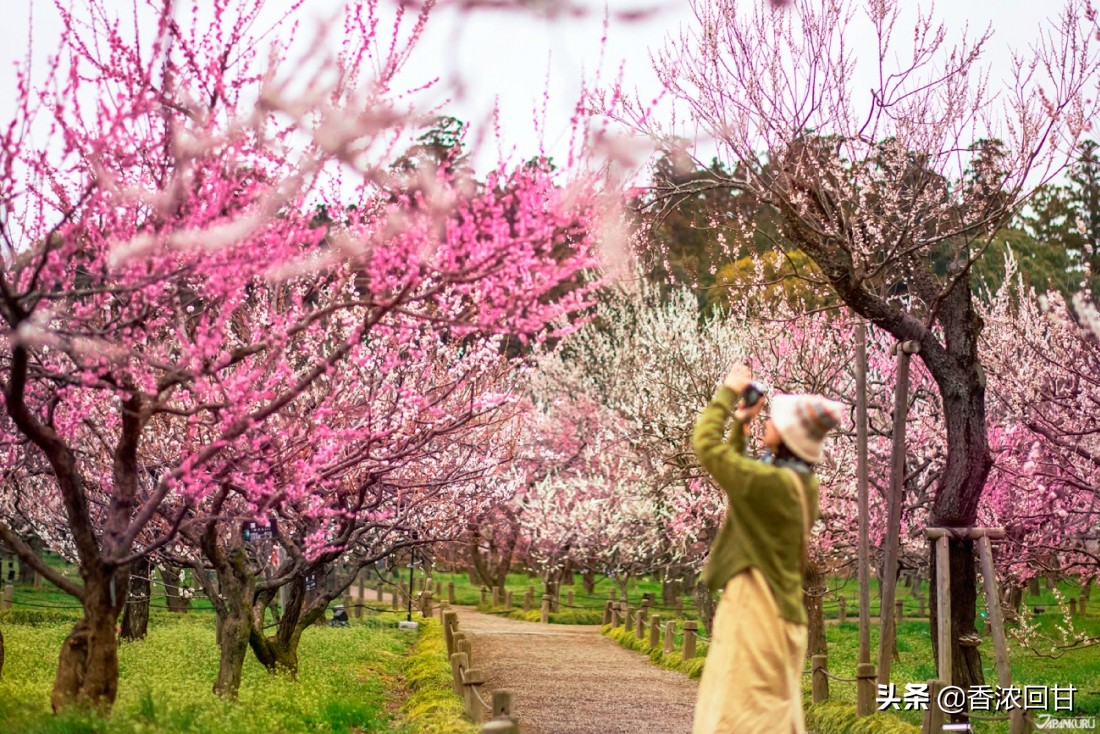 日本樱花赏花时间,日本樱花赏花