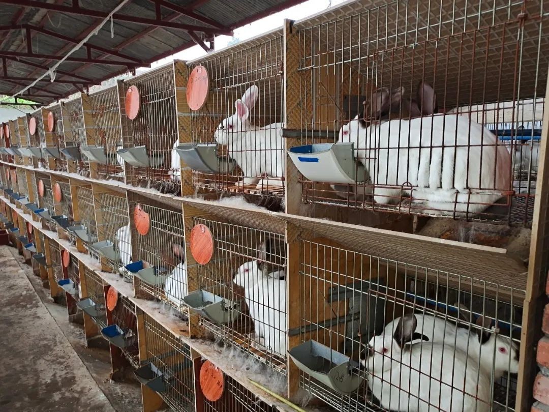 为什么兔子不能大规模养殖,兔子有多难养殖