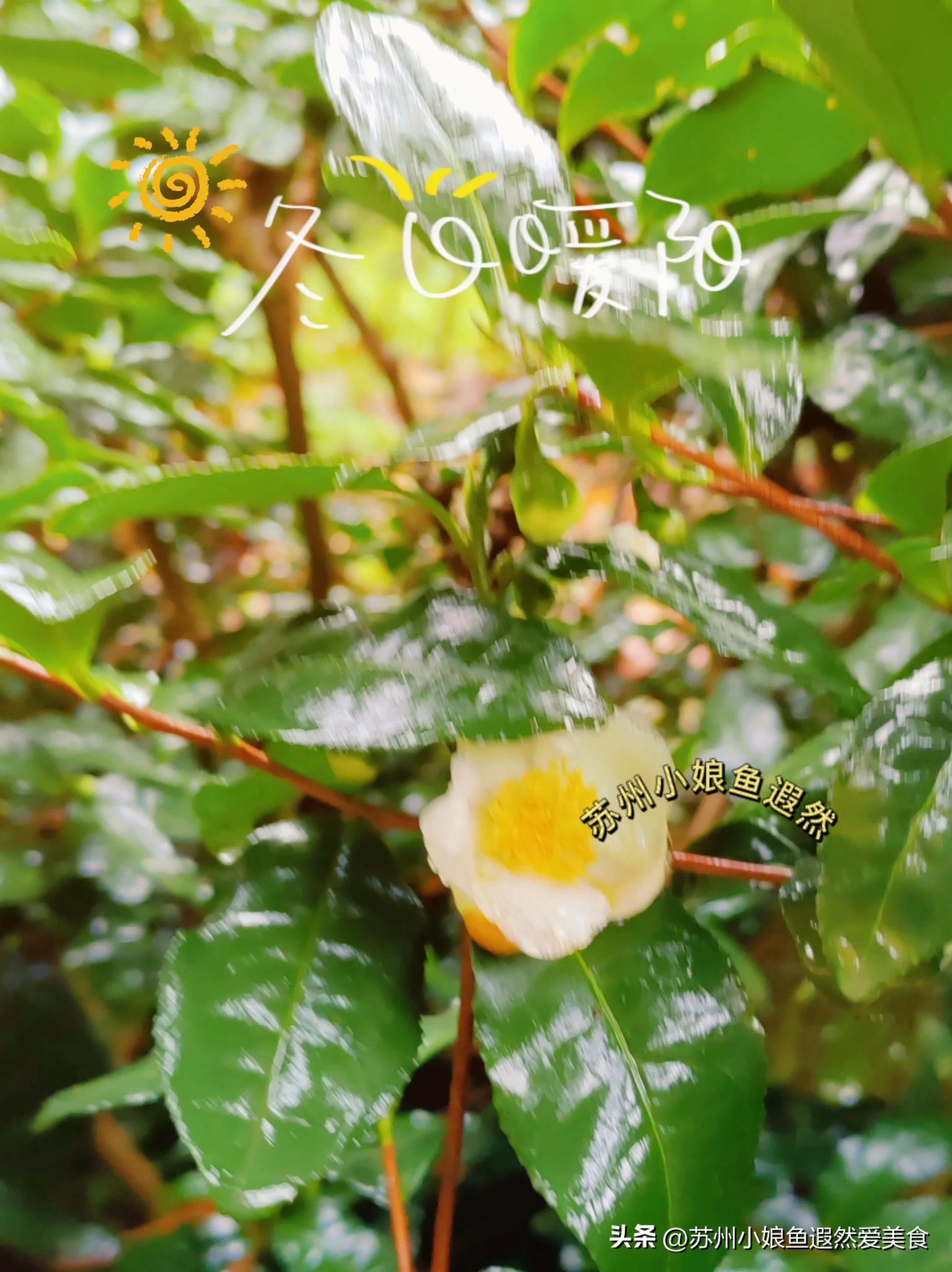 苏州古寨旅游攻略,苏州一日游攻略探索更好玩的景点