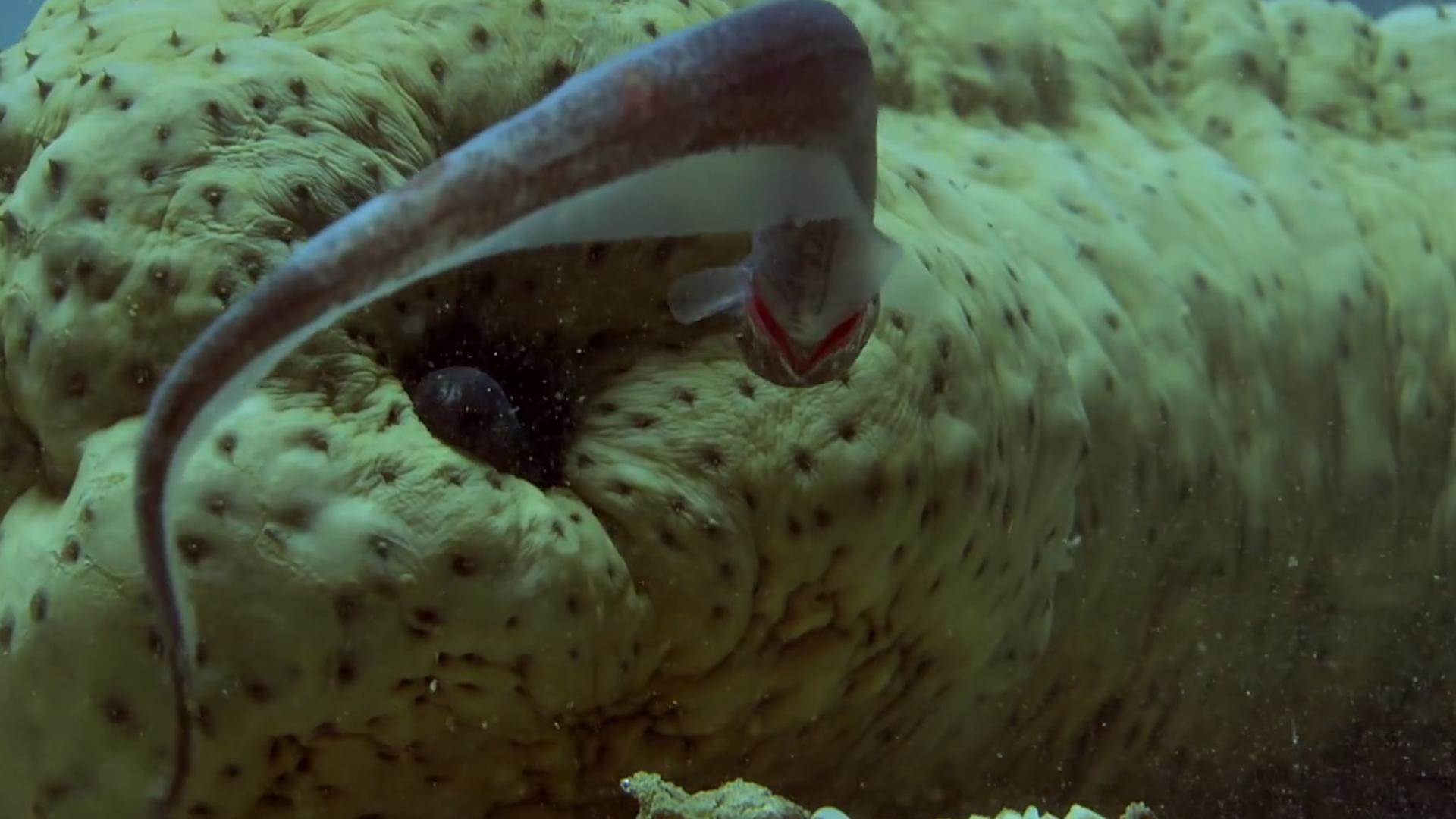 隐鱼和海参是什么关系,隐鱼和海参真实影像