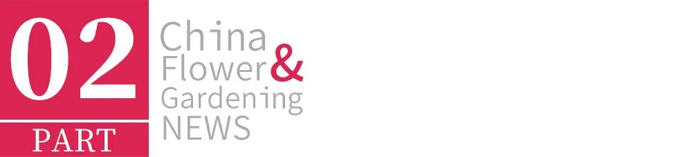 给最爱的Ta，送芍药还是玫瑰？