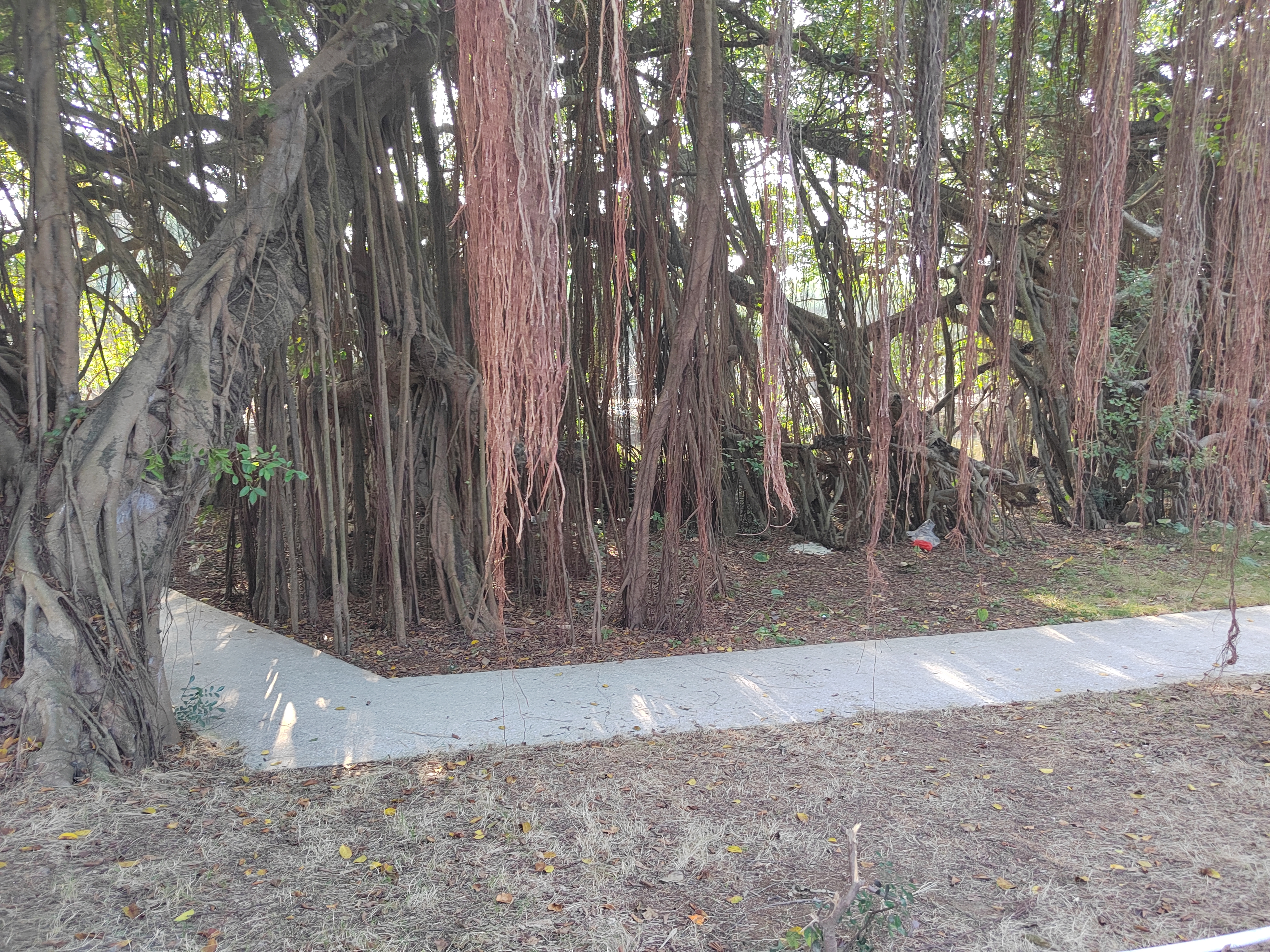 江门新会旅游景点小鸟的天堂,新会小鸟天堂历史记录