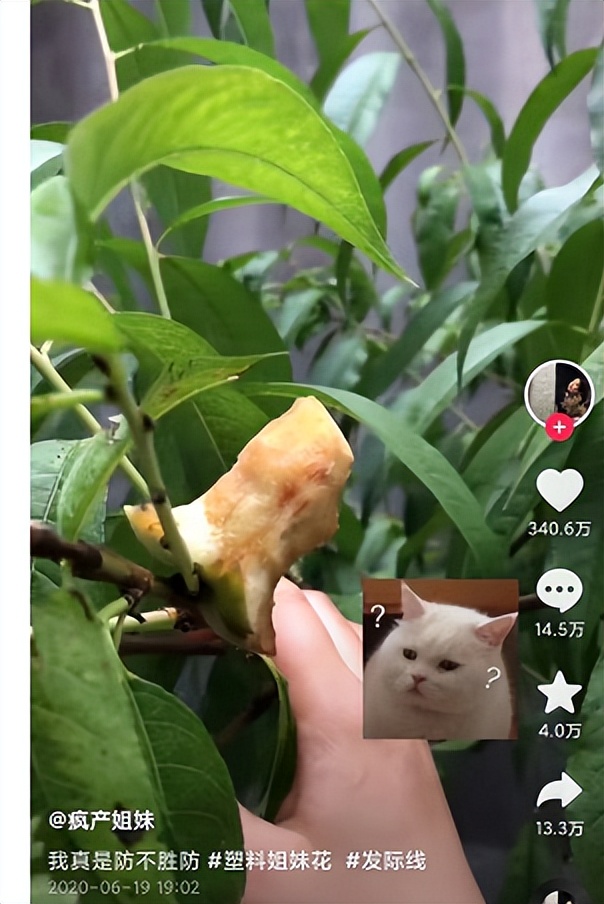 疯产姐妹：白手，两年，四千万粉丝，广告收入千万