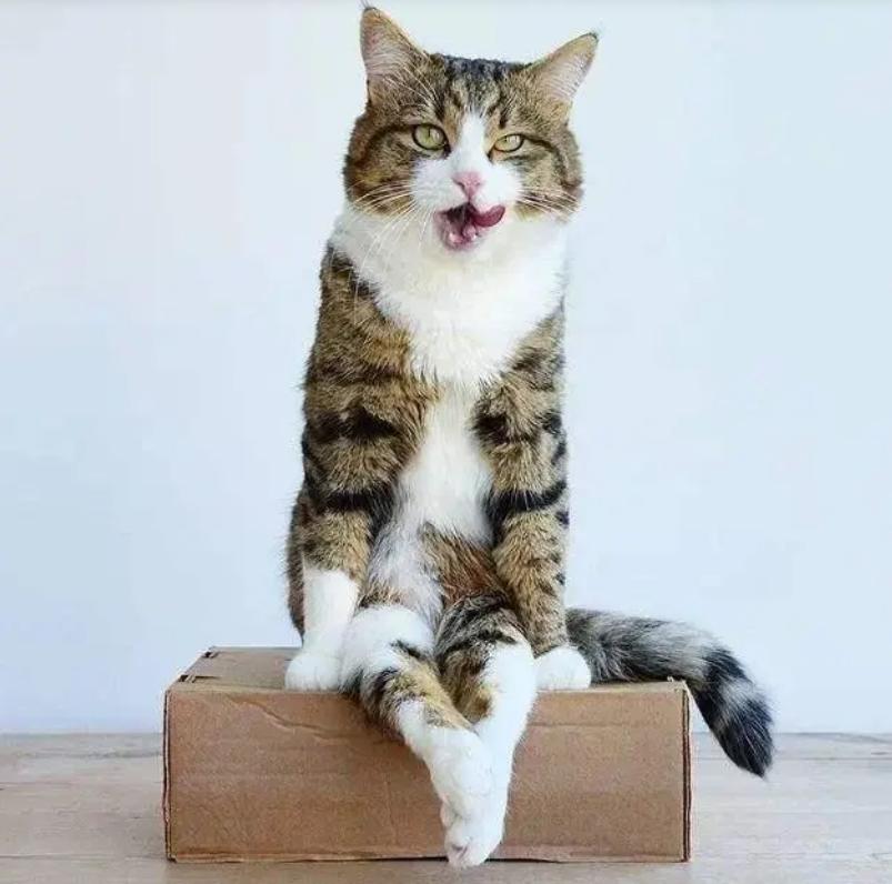 猫体外驱虫怎么知道有没有效果,猫驱虫是体内驱虫还是体外驱虫好